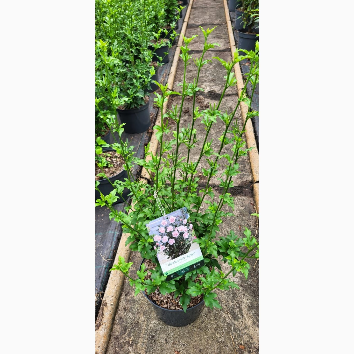 Hibiskus – Hibiscus syriacus 'Pink Chiffon' - C5 60/+ CM